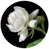 A close-up of a white jasmine Sambac flower with green buds and leaves, set against a solid black background inside a circular frame.