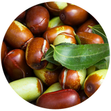 Jojoba Seed (Simmondsia Chinensis) Carrier Oil - Golden