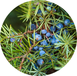 Close-up of blue juniper berries on a green needle-covered branch, shown inside a circular frame against a white background.