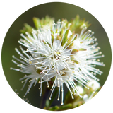 A circular close-up photograph of a white Kunzea flower cluster with many delicate white stamens and small green buds, set against a blurred dark green background.