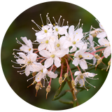 Labrador Tea, Greenland Moss, bog Labrador tea, muskeg tea, swamp tea