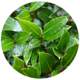 Close-up circular view of glossy green bay laurel leaves with visible veins and small red stems against a white background.