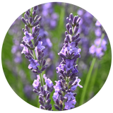 Lavandin Grosso (Lavandula hybrida grosso) Essential Oil - Spain