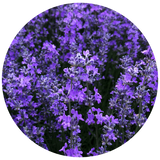 Lavender 40/42 Essential Oil - Natural