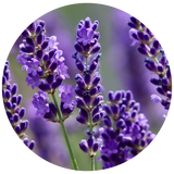 A circular close-up of purple lavender flowers on green stems against a soft blurred background.
