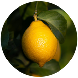 A bright yellow lemon hanging from a tree branch with green leaves, shown inside a circular frame on a white background.