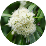 Lemon Myrtle (Backhousia citriodora) Essential Oil