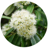A close-up circular photograph of a cluster of small white Lemon Myrtle flowers with many thin stamens, surrounded by glossy green leaves on a plant.