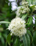 Close-up of Lemon Myrtle flowers.