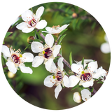 A circular close-up photograph of white Lemon Tea Tree flowers with dark centers and green leaves on a branch, set against a soft blurred green background.