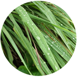 Lemongrass (Cymbopogon flexuosus) Essential Oil