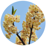 Close-up of pale cream and peach Litsea Cubeba blossoms with yellow centers on dark branches, set against a light blue sky and framed in a circular composition.