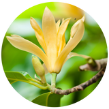 Magnolia Flower (Michelia alba) Essential Oil