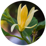 A pale yellow flower with green leaves, shown in a circular close-up frame against a dark blurred background.