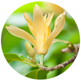 A pale yellow Magnolia Flower with green stem and buds on a branch, shown inside a circular frame against a blurred green background.