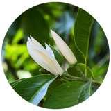 A circular close-up of white magnolia flowers and glossy green leaves on a tree, photographed outdoors with soft natural light and blurred foliage in the background.