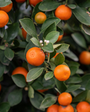 Mandarin (Citrus reticulata Blanco) Essential Oil - RED
