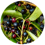 Maqui Berry Seed (Aristotelia chilensis) Carrier Oil - Cold Pressed