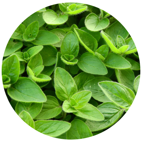 A close-up circular view of fresh green Marjoram leaves with visible fine hairs on the stems and leaves, isolated on a white background.