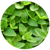 Marjoram (Majorana hortensis) Essential Oil - Sweet
