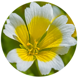 A circular close-up of a white Meadowfoam flower with a bright yellow center and green blurred background.