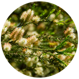A circular close-up of delicate white and pale pink rosealina flower clusters on green, needle-like branches with a soft blurred natural background.