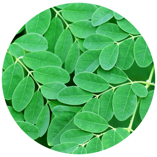 A circular close-up of bright green mottled Moringa leaves on a white background.