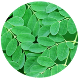 A circular close-up of bright green mottled Moringa leaves on a white background.