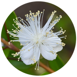 A close-up circular photograph of a white Myrtle flowerS with many thin yellow-tipped stamens against a blurred green and brown natural background.