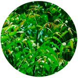 Neem (Azadirachta indica) Carrier Oil