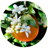 A close-up circular photo of a bright orange on a tree, surrounded by green leaves and clusters of white citrus blossoms against a dark background.