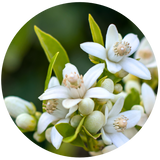 Neroli (Citrus aurantium L.) Essential Oil