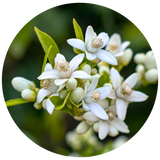 A circular close-up of white Neroli citrus blossoms with green leaves on a dark green blurred background.