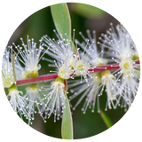 A circular close-up photograph of white fluffy Niaouli  flower clusters with many thin stamens and green leaves on a red stem, set against a blurred green background.
