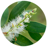 Niaouli (Melaleuca quinquenervia) Essential Oil