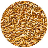 A circular close-up of many small golden-brown oat grain kernels.