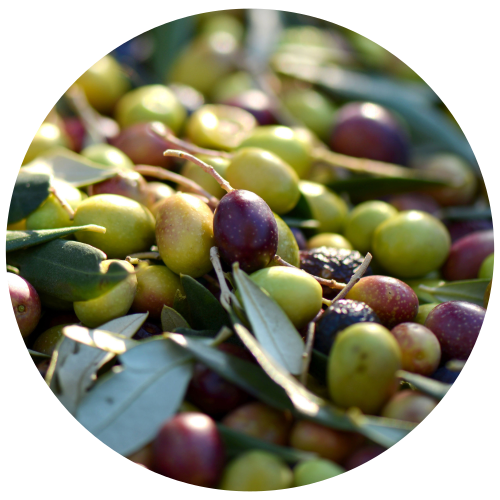 A circular close-up of fresh green and purple olives mixed with olive leaves, photographed outdoors with shallow depth of field.