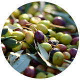 Olive (Olea europaea) Carrier Oil - Extra Virgin - Organic