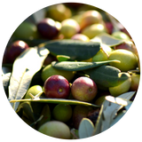 A circular close-up of fresh olives on the branch with green leaves, showing both green and reddish-purple olives in natural outdoor light.