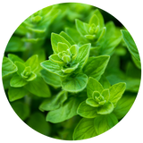 A circular close-up of bright green oregano leaves with a soft-focus background of more foliage, isolated on a white field.