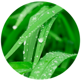 Palmarosa (Cymbopogon martini) Essential Oil