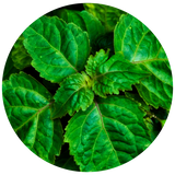 A circular close-up of vibrant green Patchouli leaves with prominent veins, isolated on a white background.