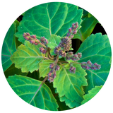 A circular close-up of a green leafy Patchouli plant with clusters of small purple-brown flower buds, shown against a white background.