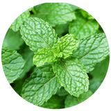 A circular close-up of fresh green mint leaves with visible veins and serrated edges on a white background.