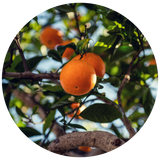 Petitgrain (Citrus aurantium) Essential Oil - Orange
