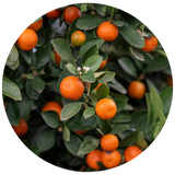 A circular close-up of a mandarin tree branch with small mandarin fruits and dark green leaves on a white background.