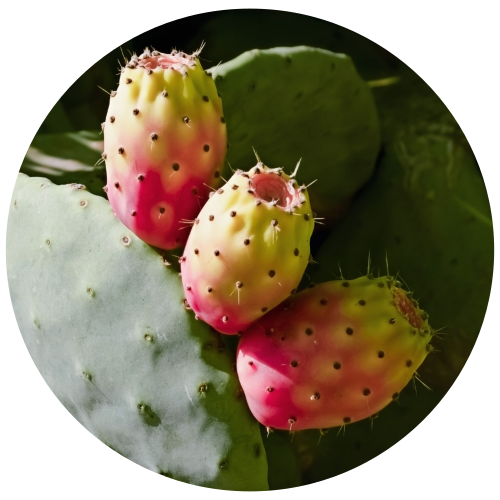 Three pink-and-yellow prickly pear cactus fruits growing on a green cactus pad, shown in a circular close-up on a white background.