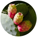 Prickly Pear Seed (Opuntia ficus indica) Carrier Oil - Unrefined
