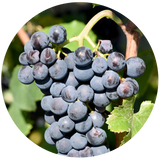 Grapeseed (Vitis vinifera) Carrier Oil - Cosmetic Grade