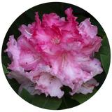 Rhododendron (Rhododendron anthopogon) Essential Oil